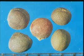  Brassica oleracea  var.  gemmifera.  Seeds with a hilum that rises slightly above the seed surface. 