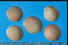  Brassica rapa  subsp . nipposinica.  Reddish-gray seeds with a weak reticulum and no stipples. 