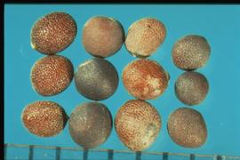 From Left to Right: 1.  Brassica nigra  2.  Sinapis arvensis  3.  Brassica juncea  4.  Brassica rapa  subsp.  campestris.  Seeds with small, shiny stipples. 