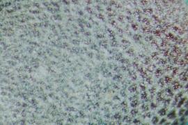  Brassica rapa  subsp . nipposinica.  Seeds with a weak reticulum and no stipples. 