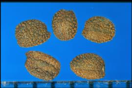  Hypoestes phyllostachya.  Glandular seeds with a radicle lobe that protrudes outside the oval margin. 