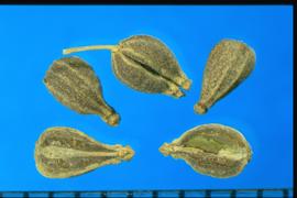  Pimpinella anisum.  Mericarps with strong longitudinal ribs. 