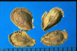  Asclepias tuberosa.  Spatulate true seeds with winged margins. 