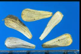  Brachyscome iberidifolia.  Gray achenes with longitudinal ribs and a pappus ring.