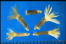 Amberboa moschata.  Large oblique scar at base. White, flat pappus. 