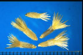  Amberboa moschata.  Large oblique scar at base. White, flat pappus. 
