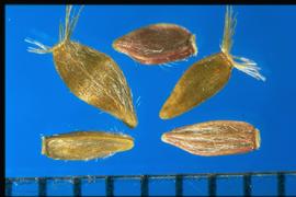  Heterotheca villosa.  Achenes are smooth with hairs between the ribs.