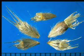  Gaillardia aristata.  Achenes with hairs of a length equal to the achene covering the surface.