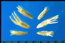  Gutierrezia sarothrae.  Achenes with a translucent and triangular pappus. 