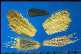  Layia platyglossa.  Three distinct achene types. 