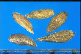  Leontopodium nivale . Achenes that are finely reticulate and sparsely covered with very short hairs.