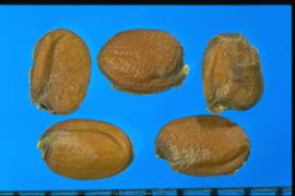  Erysimum cheiri.  Seeds with a large developed hilum on the basal end.