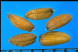  Erysimum hieraciifolium.  Seeds with a groove on the sides separating the cotyledon and radicle lobes, and additional longitudinal grooves are present.