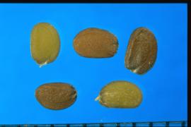  Iberis umbellata.  Wrinkled seeds with a curved groove separating the radicle and cotyledon lobes. 