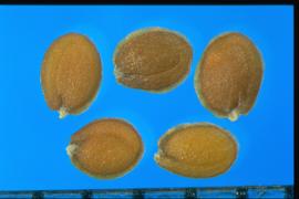  Lobularia maritima.  Seeds with a narrow and transparent wing for a margin.