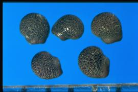  Echinocereus  sp. Seeds with a large hilum that make the straight side of the D shape.
