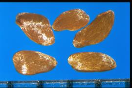  Campanula medium.  Seeds are shiny with minute rectangular reticulations.