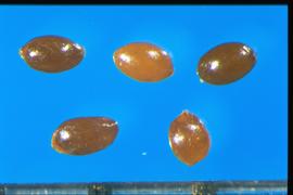  Lobelia  sp. Shiny and striate seeds in various shades of brown.