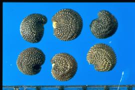  Gypsophila paniculata.  Seeds with circumferential rows of reticulations with shiny bases. 
