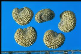  Silene chalcedonica.  True seeds with a deeply inserted hilum. 