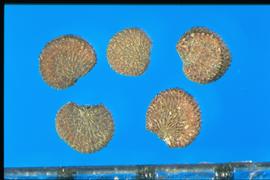  Silene armeria.  True seeds with tubercles that are separated by wavy margins. 