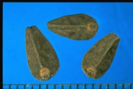  Ipomoea purpurea.  Grayish-black seeds. 