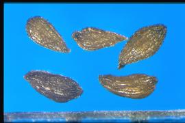  Phedimus spurius.  True seeds with fine longitudinal lines with stipples in between.