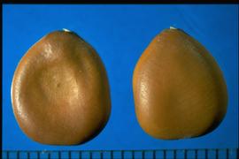  Erythrostemon gilliesii.  Seeds are compressed, with the center being more deeply compressed.