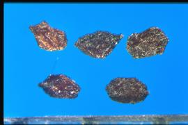  Sinningia speciosa.  True seeds that are very irregular, with a hilum that is not easy to see.