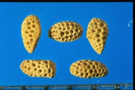  Phacelia campanularia.  True seeds with the appearance of a small honeycomb.