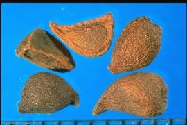  Iris missouriensis.  Reticulated seeds, some with a wedged D-shape, and the hilum at the pointed basal end. 