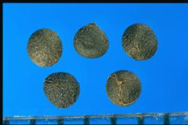  Sisyrinchium bellum . True seeds that may be covered with reticulations. 
