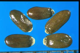  Lavandula angustifolia.  Nutlets with a white seed attachment area.