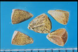  Moluccella laevis.  Seeds with two triangular sides and a rounded third side.