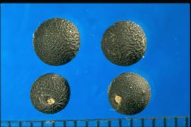  Asparagus aethiopicus.  Globose, reticulated true seeds with white hilum. 