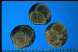  Canna  sp. Seeds are shiny with small, circular, spaced indentations.