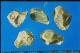  Mentzelia lindleyi.  Seeds that are uniformly covered with regular tubercles.
