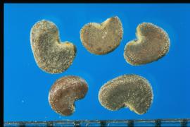  Sphaeralcea ambigua.  True seeds with a light colored area around the hilum. 