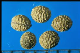  Eschscholzia californica  ssp.  californica . Seeds with stipples.