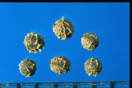  Eschscholzia californica  ssp . californica.  Seeds with stipples.