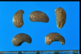  Papaver nudicaule.  True seeds that are semi-coiled obovate (paisley) with a shallow reticulum with irregular interspaces.