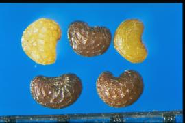  Papaver rhoeas.  True seeds with a shallow reticulum with small stippled interspaces. 