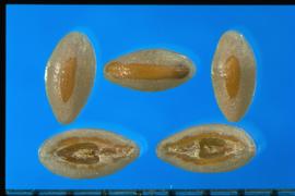  Plantago ovata.  True seeds with a brown longitudinal bar on the dorsal side and V-shaped bars in the ventral cavity.