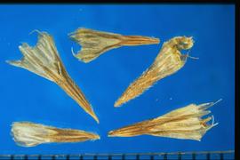  Armeria  sp. Conical achenes with longitudinal ribbed hairs. 