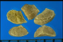  Ipomopsis rubra.  Seeds with a hilum that's usually associated with a ridge between two flat surfaces. 