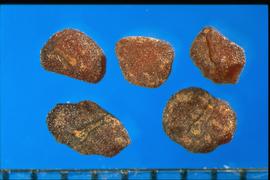  Cyclamen africanum.  Stippled seeds with a spatulate hilum in the center of the ventral side.