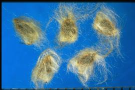  Anemone  sp. Woolly with surface reticulation. 