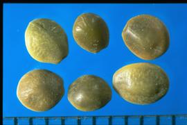  Ceanothus leucodermis.  Seeds with a style segment attached to the hilum.