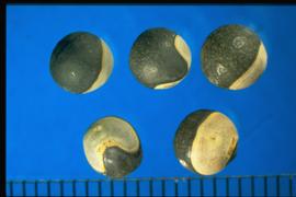  Cardiospermum halicacabum.  Seeds with a very conspicuous white, heart-shaped hilum. 