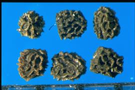  Antirrhinum majus.  The surface is very irregular with cavities made by irregular ridges. 